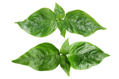 Peristrophe bicalyculata leaf2.jpg